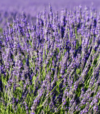 Levandule lékařská - Lavandula angustifolia - semena - 130 ks