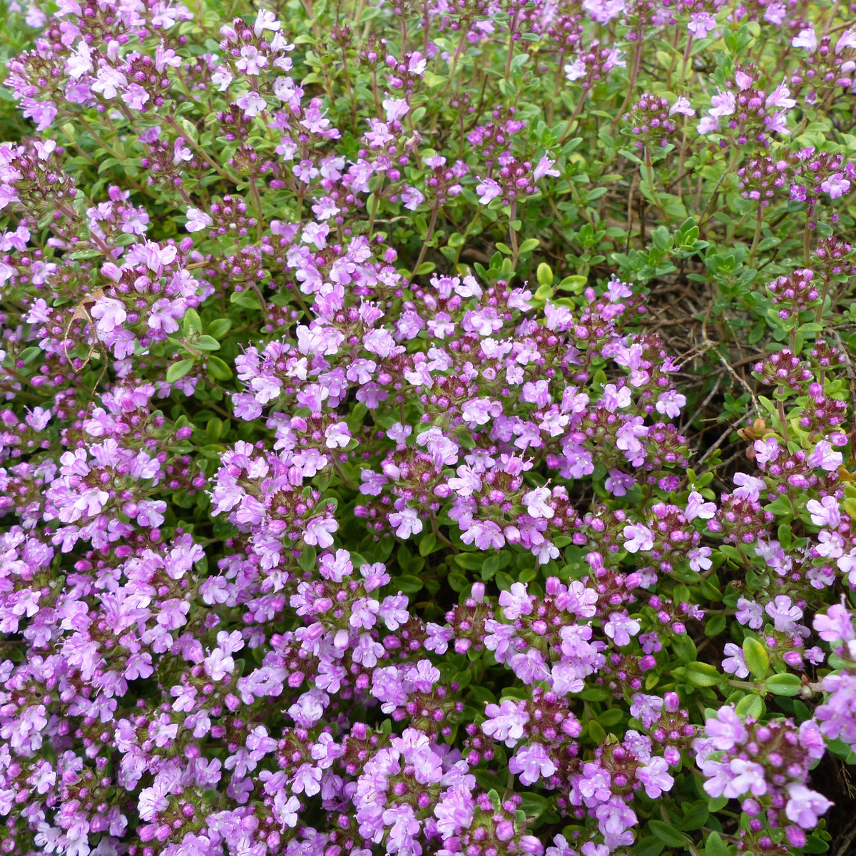 Mateřídouška - Thymus serpyllum - semena - 500 ks
