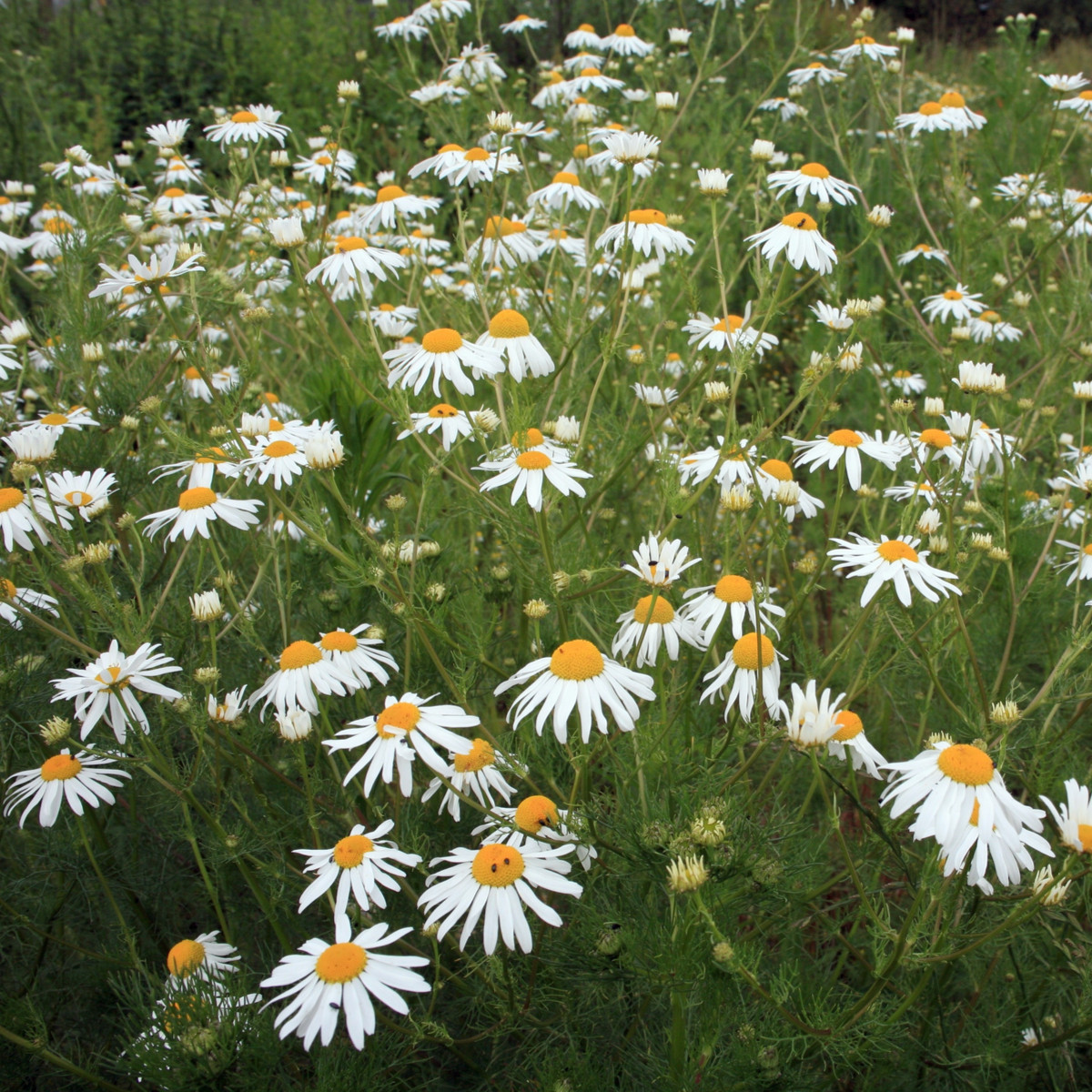 Heřmánek pravý - Matricaria recutita - semena - 0,5 g