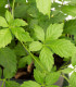 Ženšen pětilistý - Gynostemma pentaphyllum - semena - 7 ks