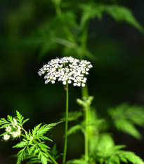 Jarva monnieri - Cnidium monnieri - semena - 20 ks