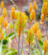 Aloe camperi - Aloe camperi - semena - 6 ks