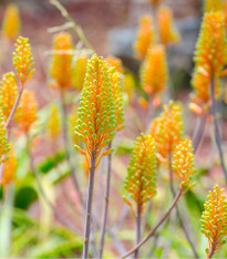 Aloe camperi - Aloe camperi - semena - 6 ks