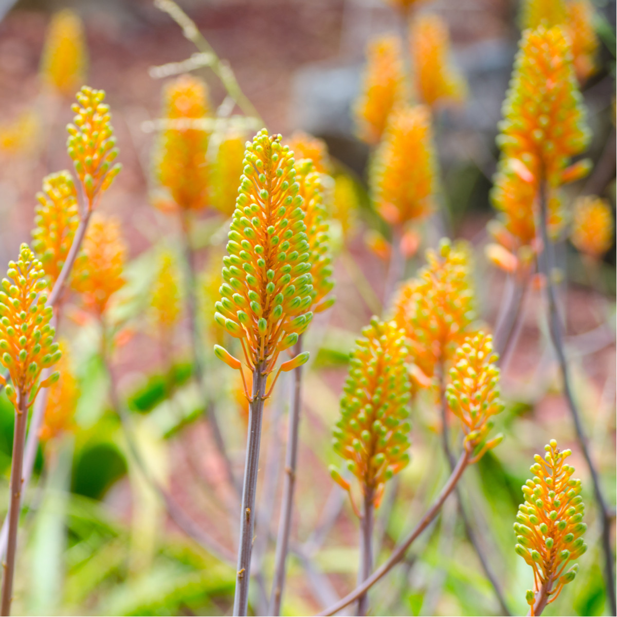 Aloe camperi - Aloe camperi - semena - 6 ks