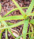 Aloe camperi - Aloe camperi - semena - 6 ks