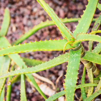 Aloe camperi - semena Aloe - 6 ks