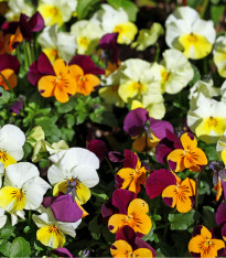Violka rohatá směs - Viola cornuta - semena - 300 ks