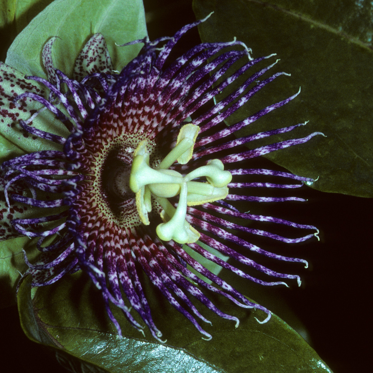 Mučenka maliformis - semena - 4 ks - Passiflora maliformis