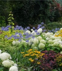 Trvalky pro skalky - semena - 0,5 g