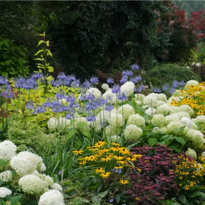 Trvalky pro skalky - semena - 0,5 g