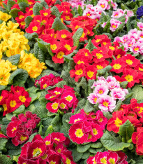 Prvosenka bezlodyšná směs barev - Primula vulgaris - semena - 15 ks