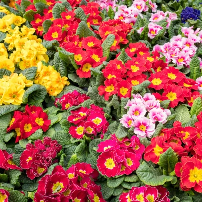 Prvosenka bezlodyšná směs barev - Primula vulgaris - semena - 15 ks