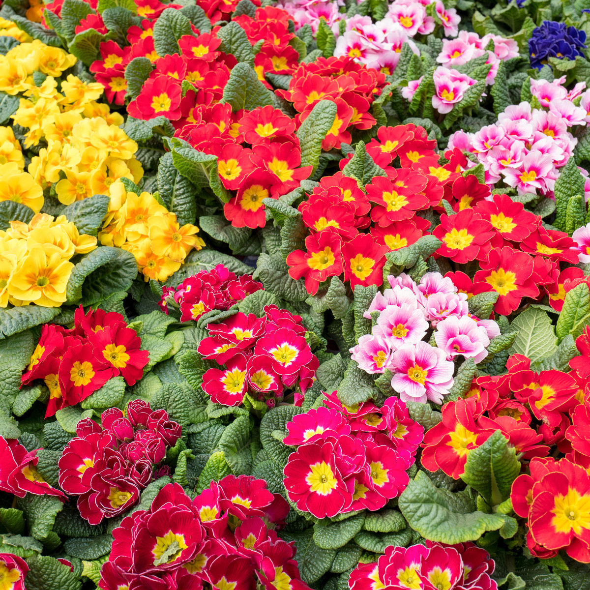 Prvosenka bezlodyšná směs barev - Primula vulgaris - semena - 15 ks