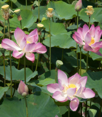 Leknín růžový - Nymphaea capensis - semena - 6 ks