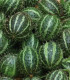 Okrasná angreštová okurka - Cucumis myriocarpus - semena - 6 ks
