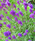 Levandule Ellegance Purple - Lavandula angustifolia - semena - 15 ks