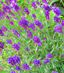 Semena levandule – Levandule Ellegance Purple – Lavandula angustifolia