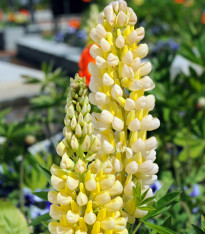 Lupina Kronleuchter - Vlčí bob - Lupinus polyphyllus - semena - 40 ks
