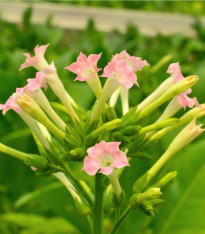 Tabák Kentucky - Nicotiana tabacum - semena - 20 ks