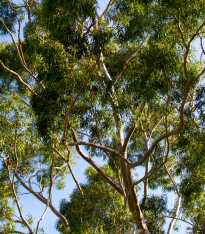 Eukalyptus citrónový - Blahovičník - Corymbia citriodora - Eucalyptus citriodora - semena - 5 ks