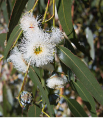Eukalyptus globulus - Blahovičník kulatoplodý - Eucalyptus globulus - semena - 8 ks