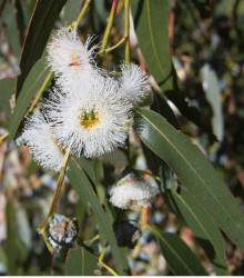 Eukalyptus globulus - Eucalyptus globulus - semena - 8 ks