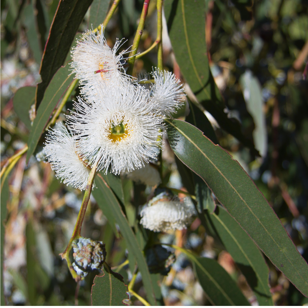 Eukalyptus globulus - semena - 8 ks