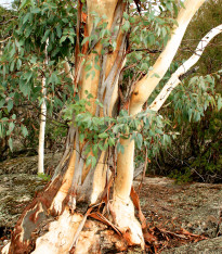 Eukalyptus Pauciflora - Blahovičník - Eucalyptus pauciflora - semena - 8 ks