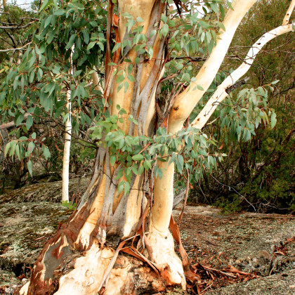 Eukalyptus Pauciflora mrazuvzdorný - semena - 8 ks