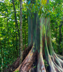 Eukalyptus duhový - Blahovičník - Eucalyptus deglupta - semena - 10 ks