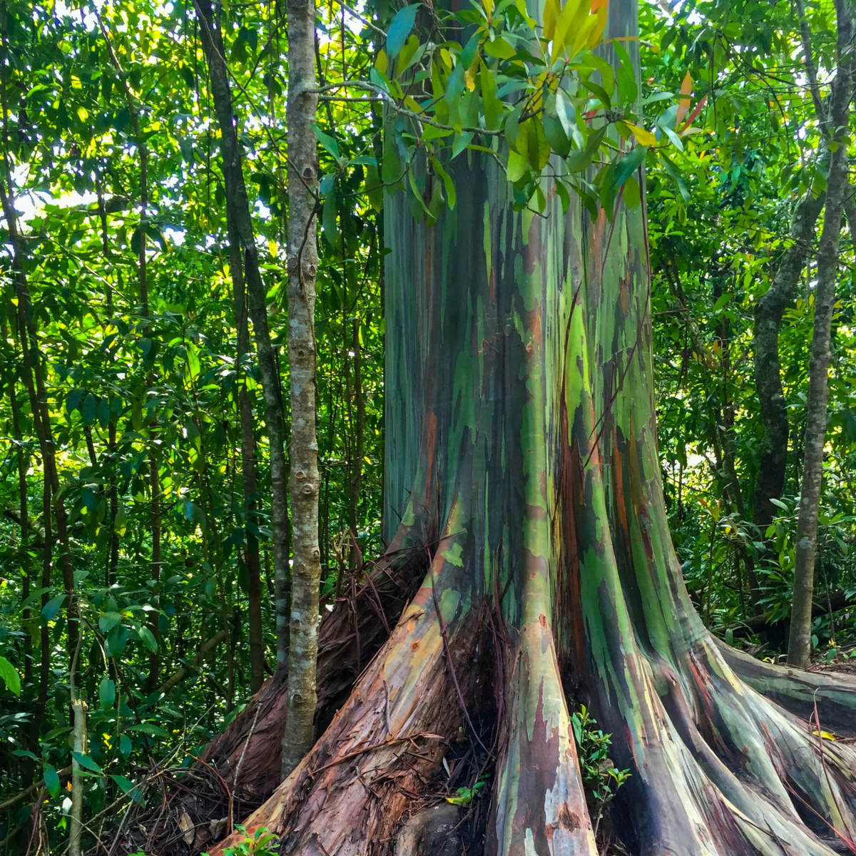 Eukalyptus duhový - Blahovičník - Eucalyptus deglupta - semena - 10 ks