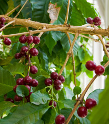 Semena kávovníku – Kávovník arabský – Coffea arabica