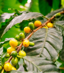 Kávovník robusta - Coffea canephora - semena - 5 ks