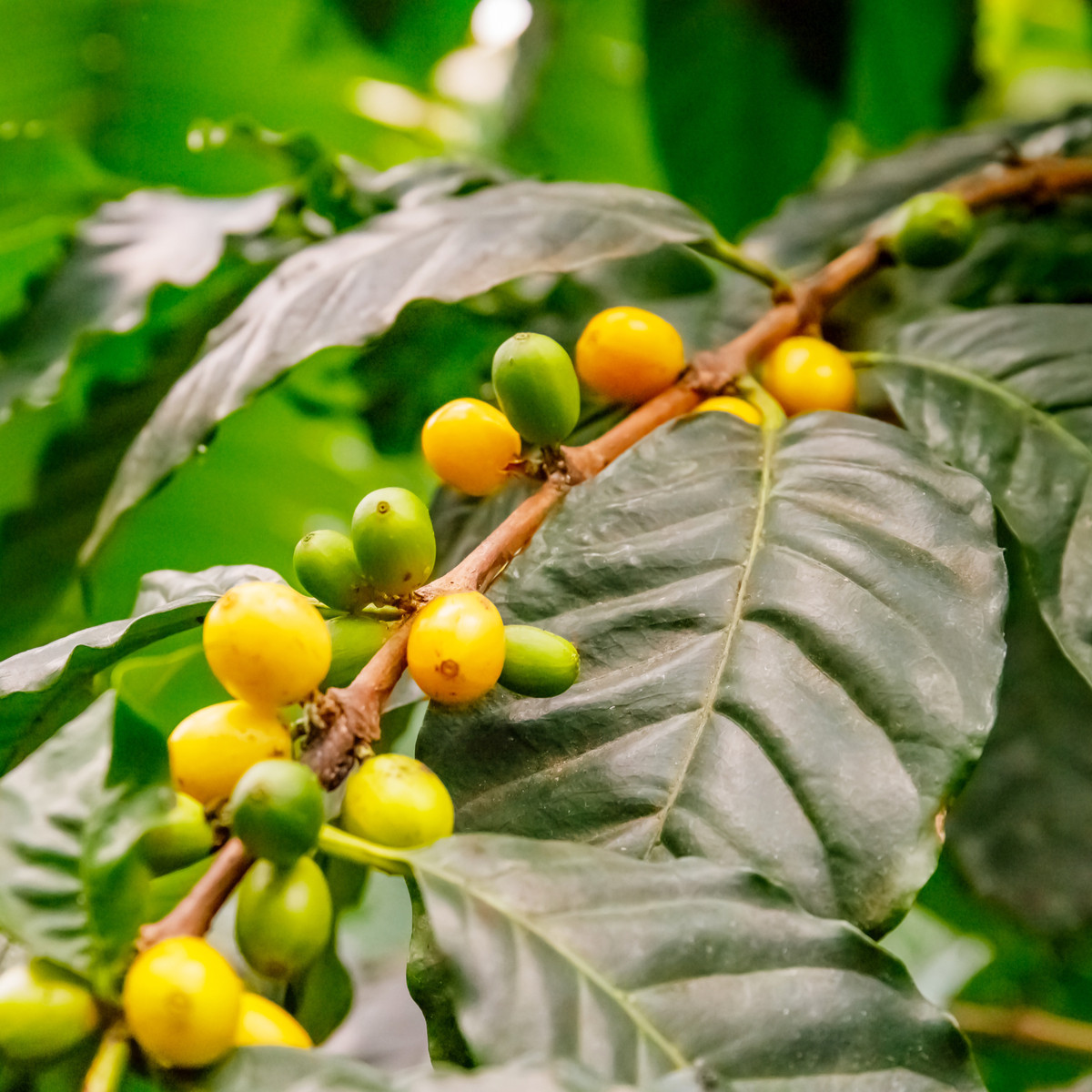 Kávovník robusta - semena - 5 ks - Coffea canephora