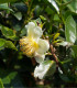 Čajovník čínský - Camellia sinensis - semena - 5 ks