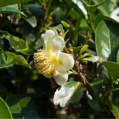 Čajovník čínský - Camellia sinensis - semena - 5 ks