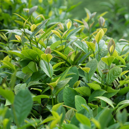 Tea tree - semena - 30 ks - Leptospermum rotundifolium