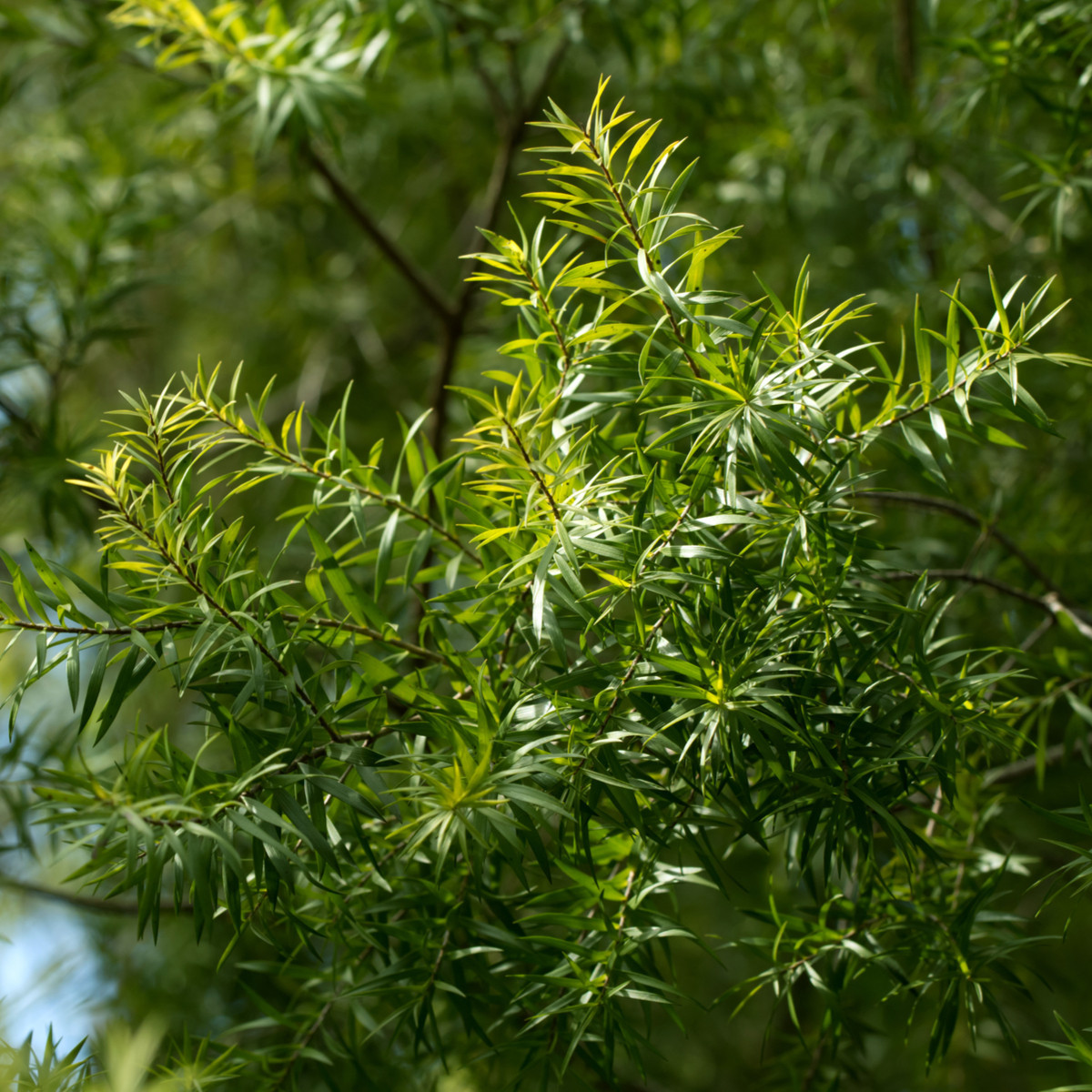 Čajovníkový strom - semena Kajeputu - 50 ks - Kajeput - Melaleuca acuminata