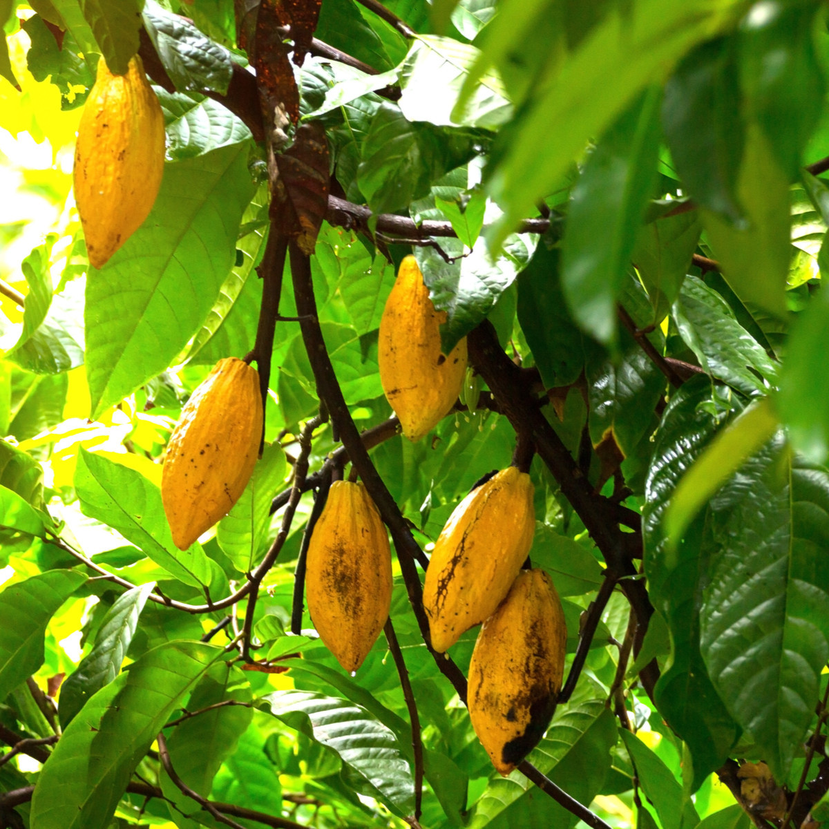 Kakaovník pravý žlutý - semena kakaovníku - 5 ks - Theobroma cacao