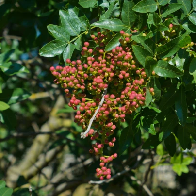 Pistácie atlantská - Pistacia Atlantica - semena - 5 ks