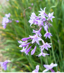 Česneková tráva - Tulbaghia violacea - semena - 5 ks