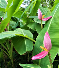 Banánovník růžový - Musa ornata - semena 3 ks