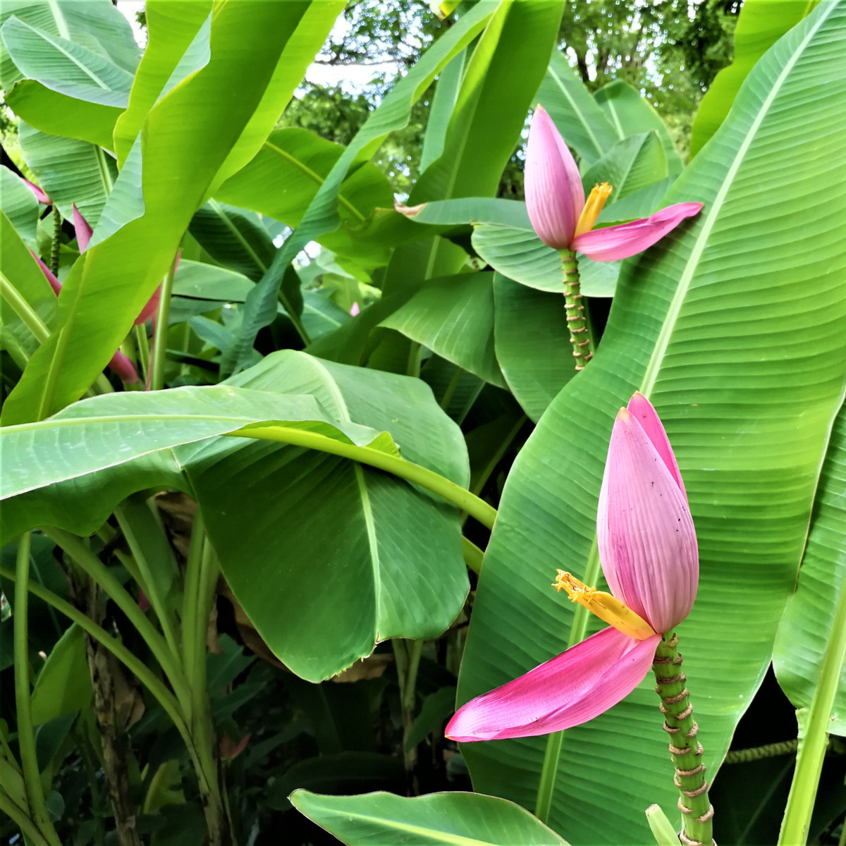 Banánovník růžový - Musa ornata - semena 3 ks