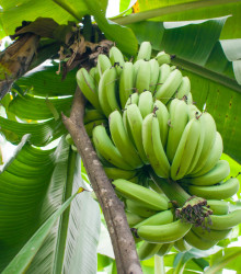 Semena banánovníku – Banánovník Dwarf Cavendish – Musa Acuminata