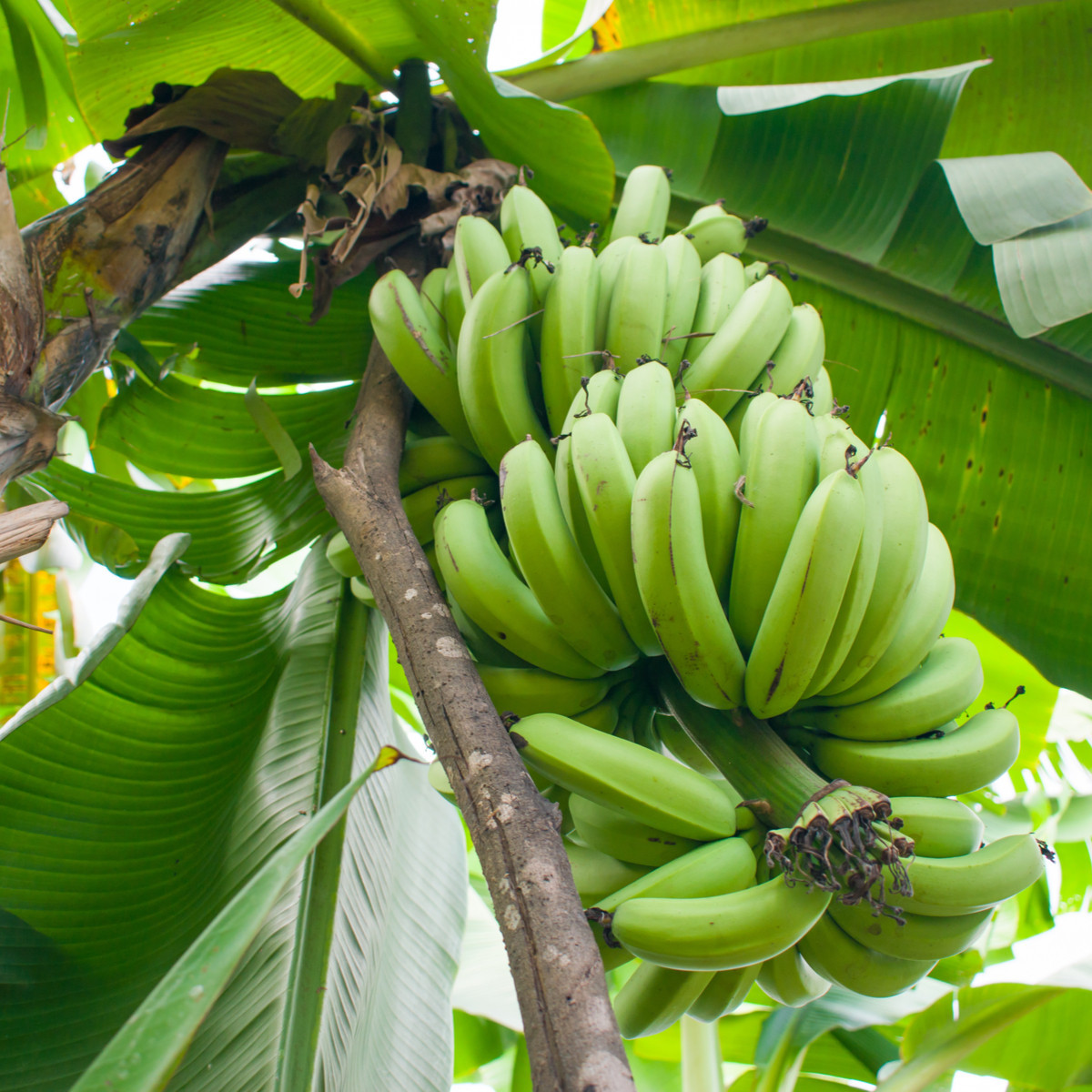 Banánovník Dwarf Cavendish - Musa Acuminata - semena - 5 ks