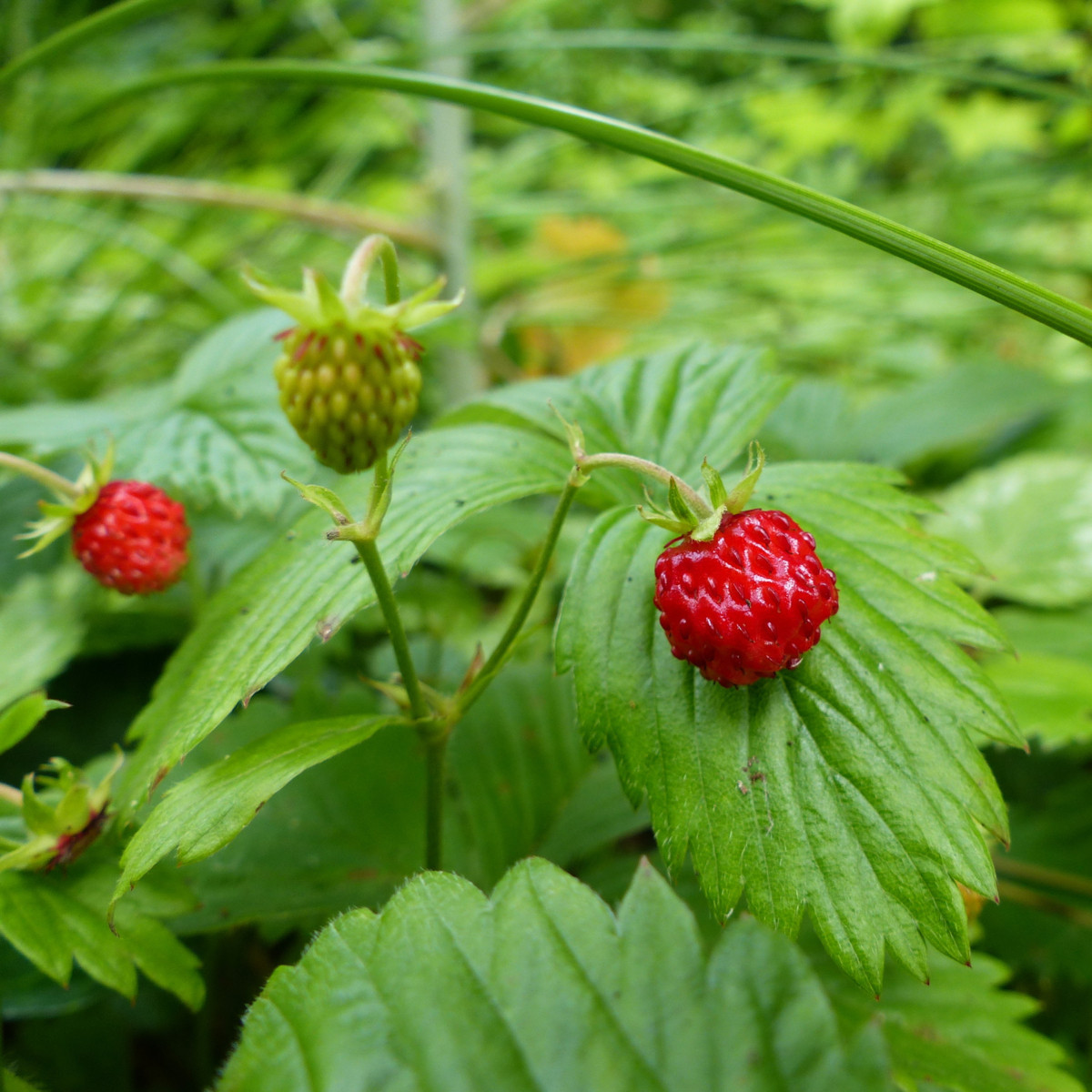 Jahodník lesní - Fragaria vesca - semena - 10 ks