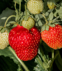 Jahodník velkoplodý Temptation - Fragaria ananassa - semena - 10 ks