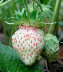 Jahodník bílý - Fragaria vesca - semena - 10 ks