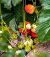 Jahodník stáleplodící Delician F1 - Fragaria ananassa - semena - 7 ks