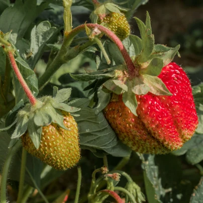Jahodník velkoplodý Grandian F1 - Fragaria ananassa - semena - 10 ks